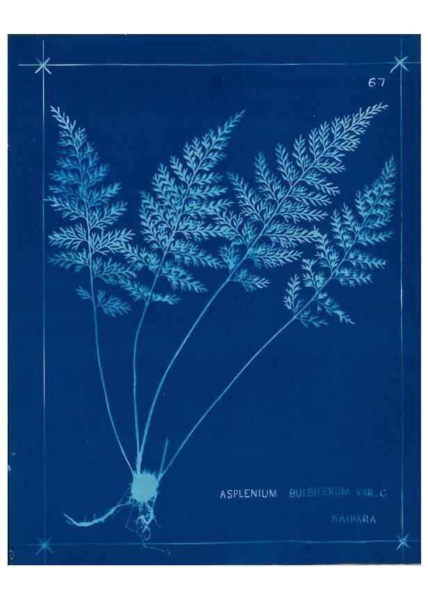 Reproducción/Reproduction 49805405398: [New Zealand ferns]. Auckland, New ZealandDobbie, H. B.1880. 