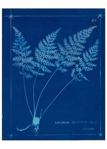 Reproducción/Reproduction 49805405398: [New Zealand ferns]. Auckland, New ZealandDobbie, H. B.1880. 