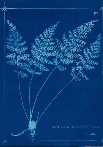 Reproducción/Reproduction 49805405398: [New Zealand ferns]. Auckland, New ZealandDobbie, H. B.1880. 