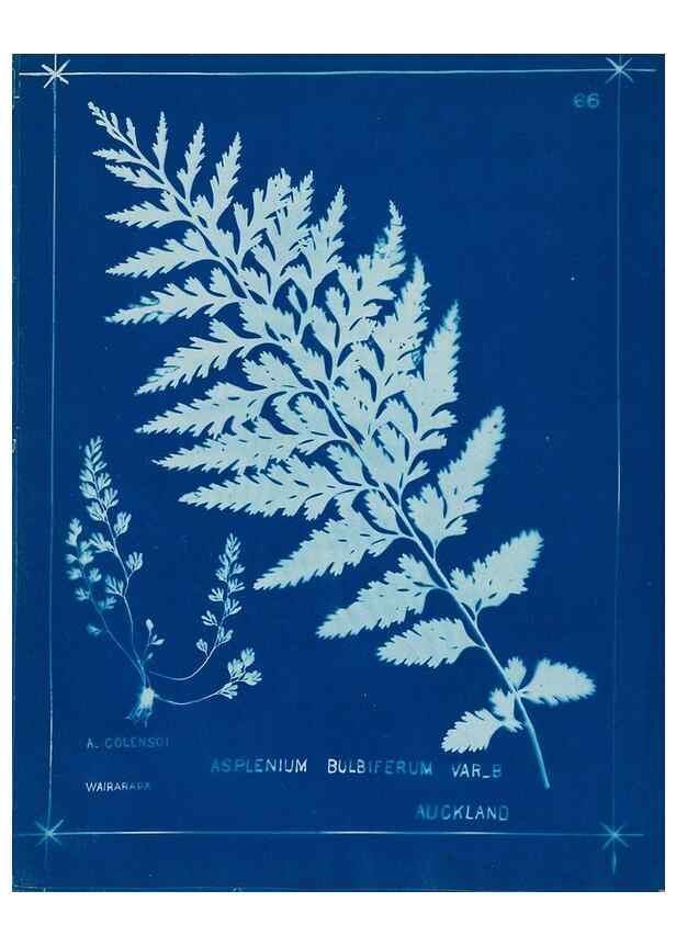 Reproducción/Reproduction 49805960236: [New Zealand ferns]. Auckland, New ZealandDobbie, H. B.1880. 