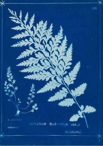 Reproducción/Reproduction 49805960236: [New Zealand ferns]. Auckland, New ZealandDobbie, H. B.1880. 