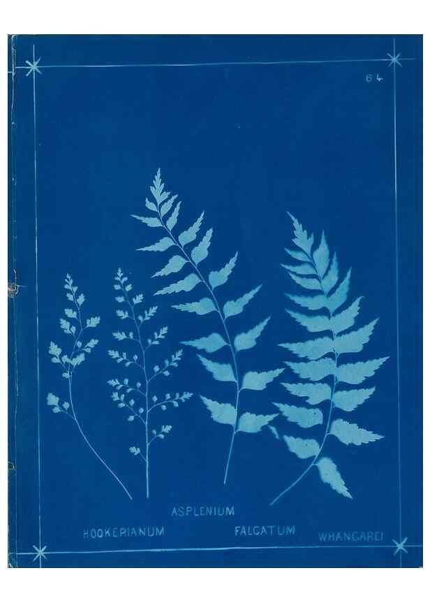 Reproducción/Reproduction 49806269872: [New Zealand ferns]. Auckland, New ZealandDobbie, H. B.1880. 