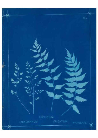 Reproducción/Reproduction 49806269872: [New Zealand ferns]. Auckland, New ZealandDobbie, H. B.1880. 