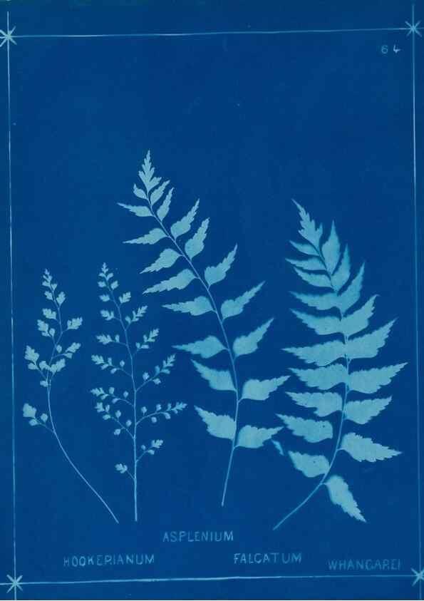 Reproducción/Reproduction 49806269872: [New Zealand ferns]. Auckland, New ZealandDobbie, H. B.1880. 