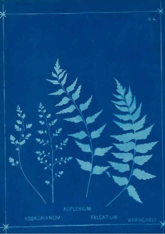 Reproducción/Reproduction 49806269872: [New Zealand ferns]. Auckland, New ZealandDobbie, H. B.1880. 