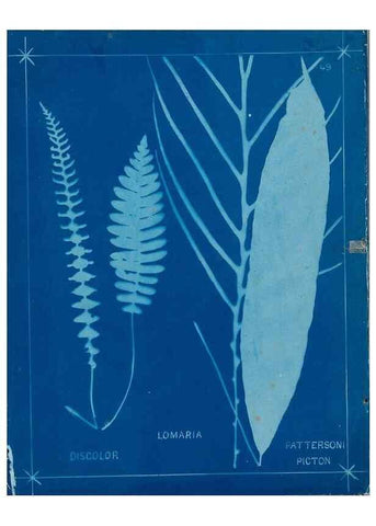 Reproducción/Reproduction 49806252292: [New Zealand ferns]. Auckland, New ZealandDobbie, H. B.1880. 