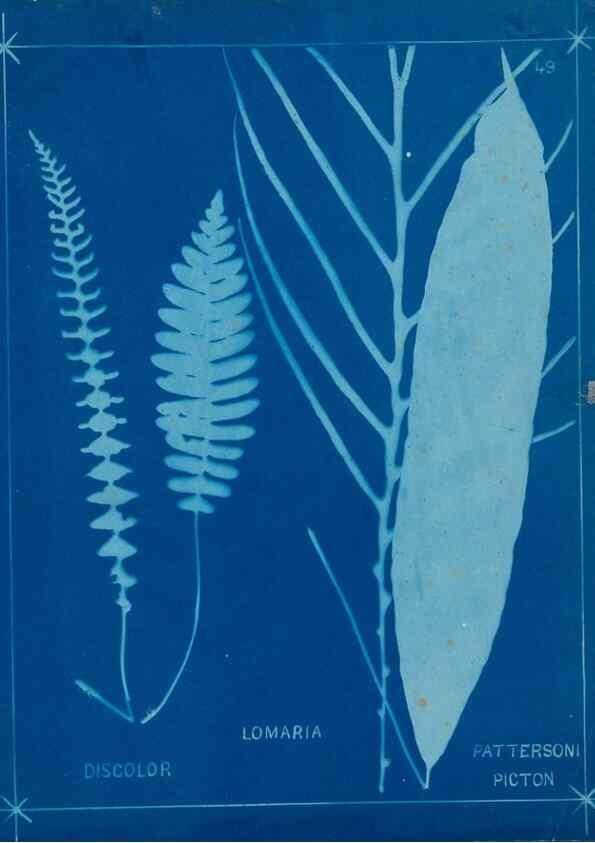 Reproducción/Reproduction 49806252292: [New Zealand ferns]. Auckland, New ZealandDobbie, H. B.1880. 