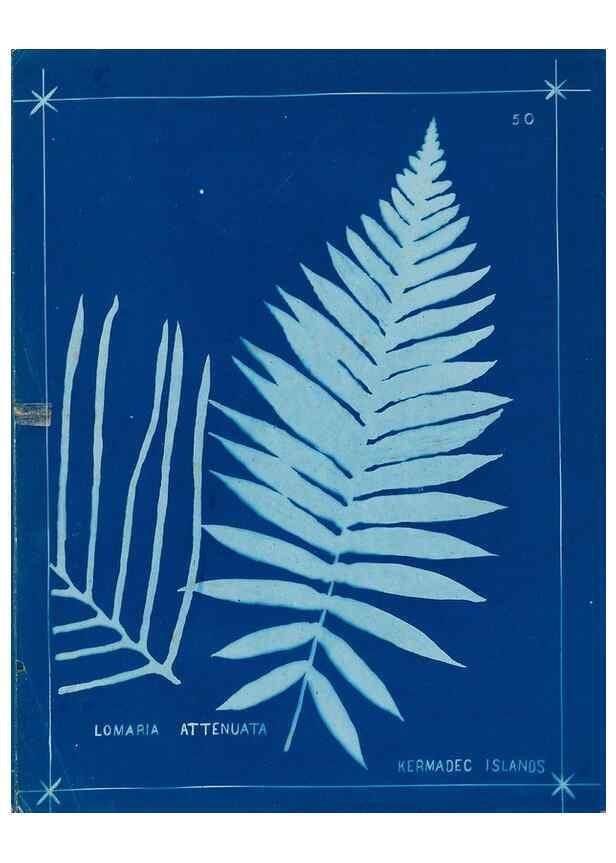 Reproducción/Reproduction 49805387568: [New Zealand ferns]. Auckland, New ZealandDobbie, H. B.1880. 