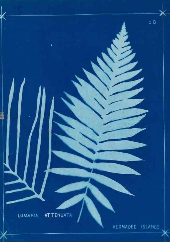 Reproducción/Reproduction 49805387568: [New Zealand ferns]. Auckland, New ZealandDobbie, H. B.1880. 