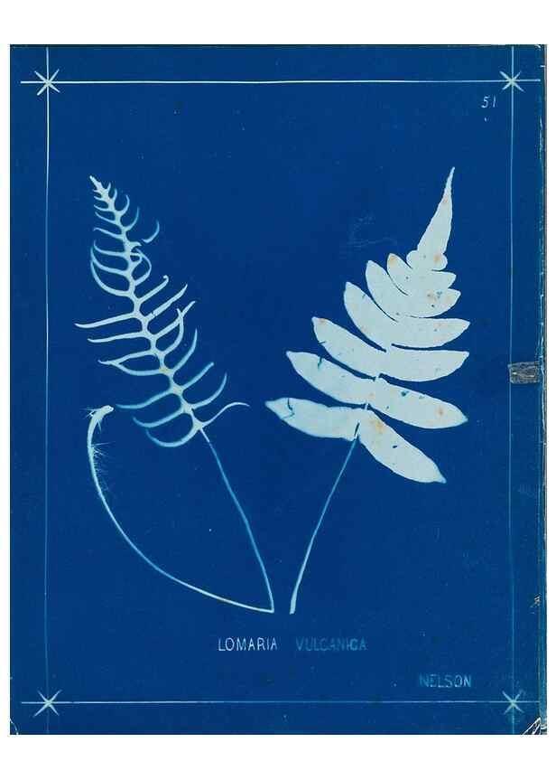 Reproducción/Reproduction 49805955071: [New Zealand ferns]. Auckland, New ZealandDobbie, H. B.1880. 