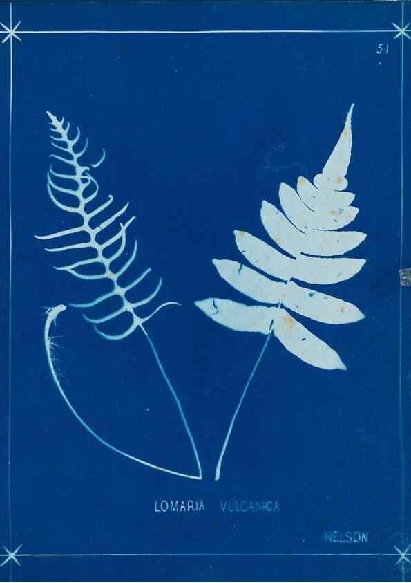 Reproducción/Reproduction 49805955071: [New Zealand ferns]. Auckland, New ZealandDobbie, H. B.1880. 