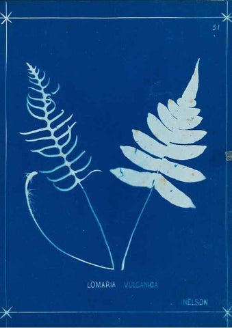 Reproducción/Reproduction 49805955071: [New Zealand ferns]. Auckland, New ZealandDobbie, H. B.1880. 
