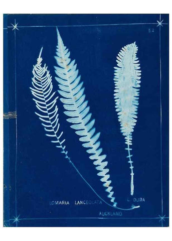 Reproducción/Reproduction 49805400273: [New Zealand ferns]. Auckland, New ZealandDobbie, H. B.1880. 