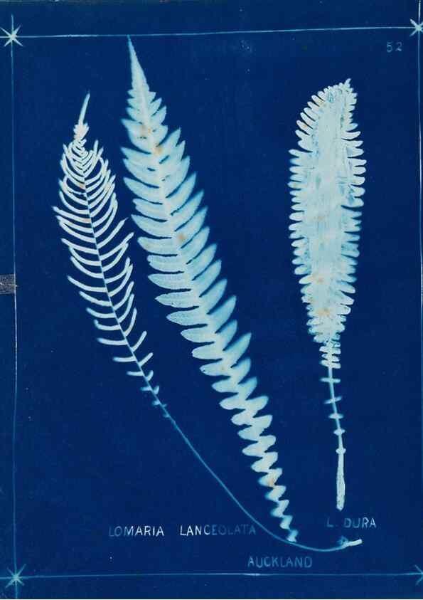 Reproducción/Reproduction 49805400273: [New Zealand ferns]. Auckland, New ZealandDobbie, H. B.1880. 
