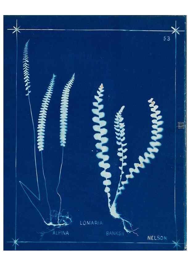 Reproducción/Reproduction 49805955651: [New Zealand ferns]. Auckland, New ZealandDobbie, H. B.1880. 