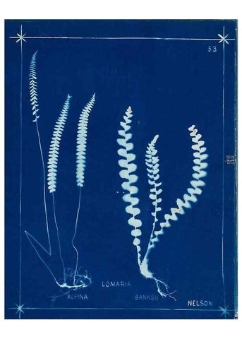 Reproducción/Reproduction 49805955651: [New Zealand ferns]. Auckland, New ZealandDobbie, H. B.1880. 