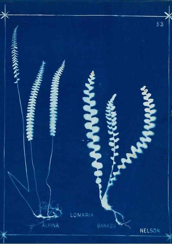 Reproducción/Reproduction 49805955651: [New Zealand ferns]. Auckland, New ZealandDobbie, H. B.1880. 