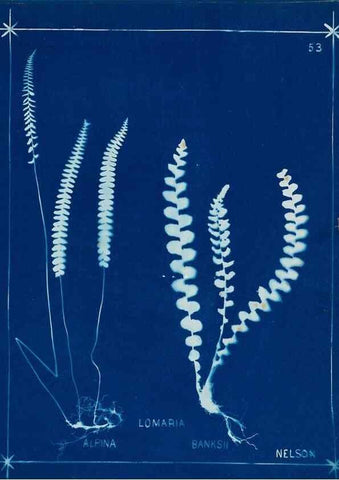 Reproducción/Reproduction 49805955651: [New Zealand ferns]. Auckland, New ZealandDobbie, H. B.1880. 