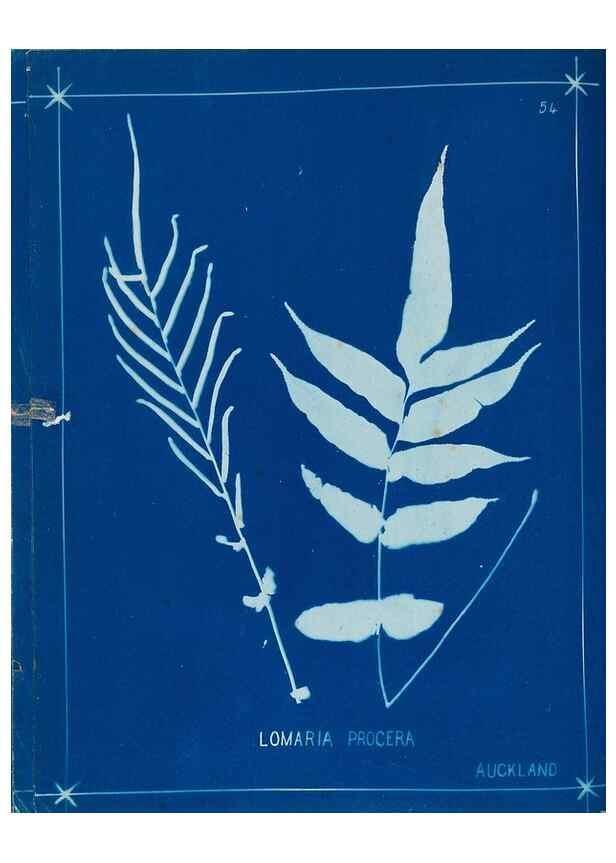 Reproducción/Reproduction 49805955976: [New Zealand ferns]. Auckland, New ZealandDobbie, H. B.1880. 