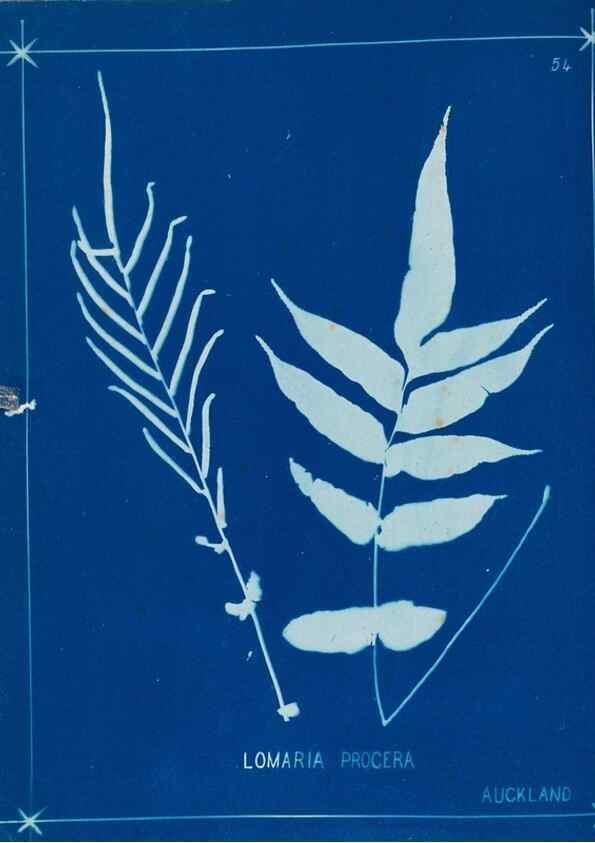 Reproducción/Reproduction 49805955976: [New Zealand ferns]. Auckland, New ZealandDobbie, H. B.1880. 