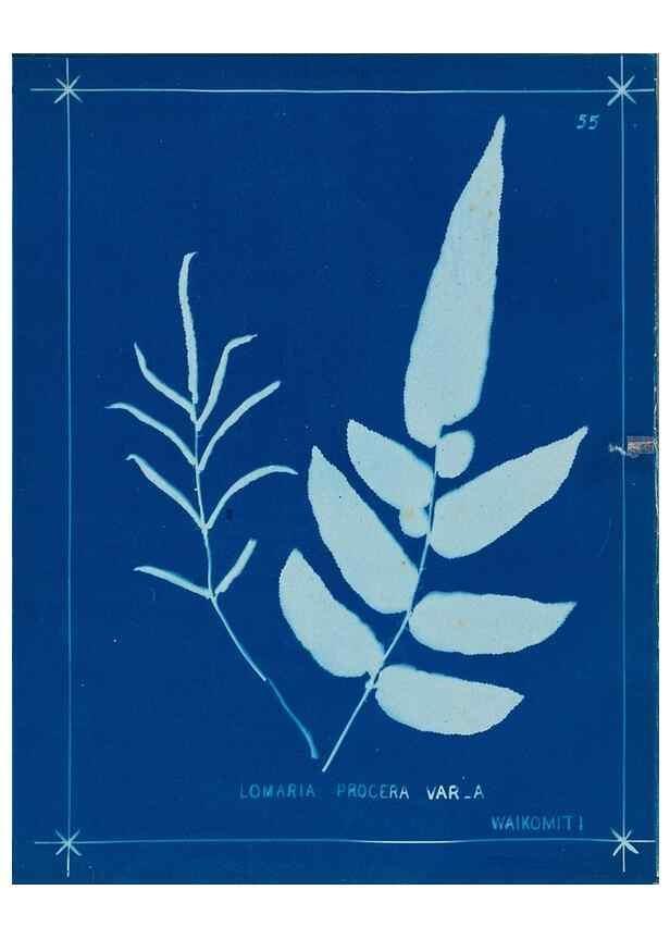 Reproducción/Reproduction 49805401033: [New Zealand ferns]. Auckland, New ZealandDobbie, H. B.1880. 