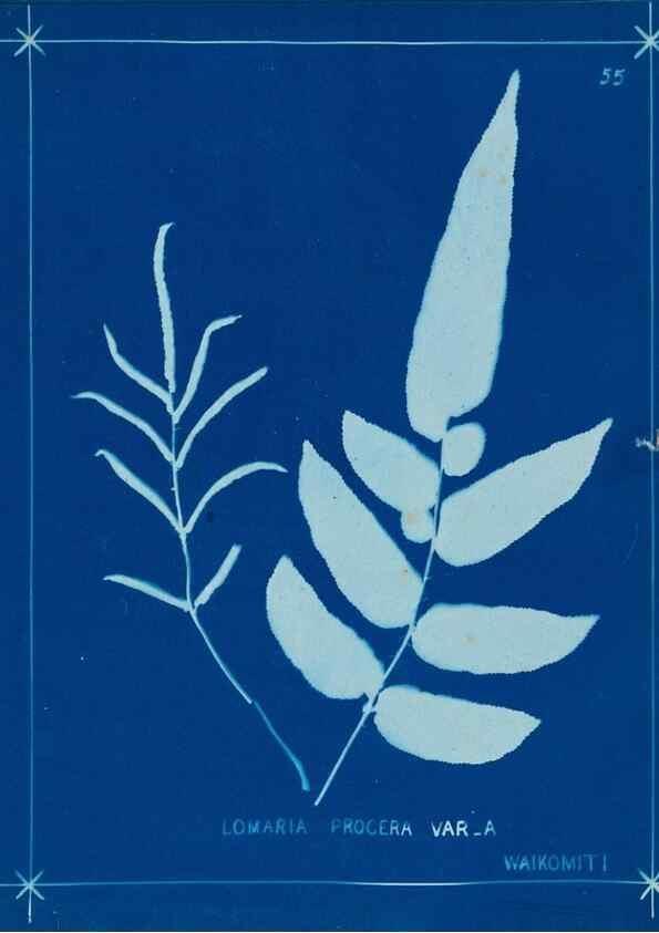 Reproducción/Reproduction 49805401033: [New Zealand ferns]. Auckland, New ZealandDobbie, H. B.1880. 