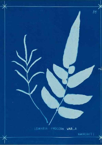 Reproducción/Reproduction 49805401033: [New Zealand ferns]. Auckland, New ZealandDobbie, H. B.1880. 