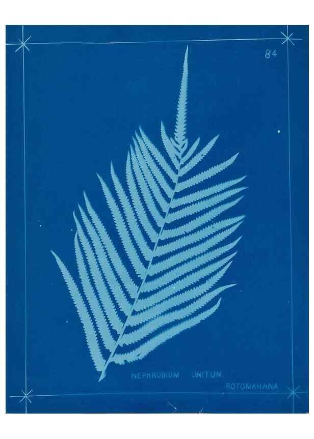 Reproducción/Reproduction 49805411543: [New Zealand ferns]. Auckland, New ZealandDobbie, H. B.1880. 