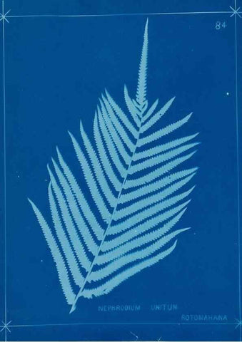 Reproducción/Reproduction 49805411543: [New Zealand ferns]. Auckland, New ZealandDobbie, H. B.1880. 