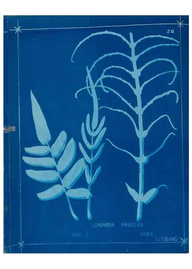 Reproducción/Reproduction 49806266427: [New Zealand ferns]. Auckland, New ZealandDobbie, H. B.1880. 
