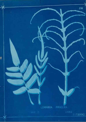 Reproducción/Reproduction 49806266427: [New Zealand ferns]. Auckland, New ZealandDobbie, H. B.1880. 