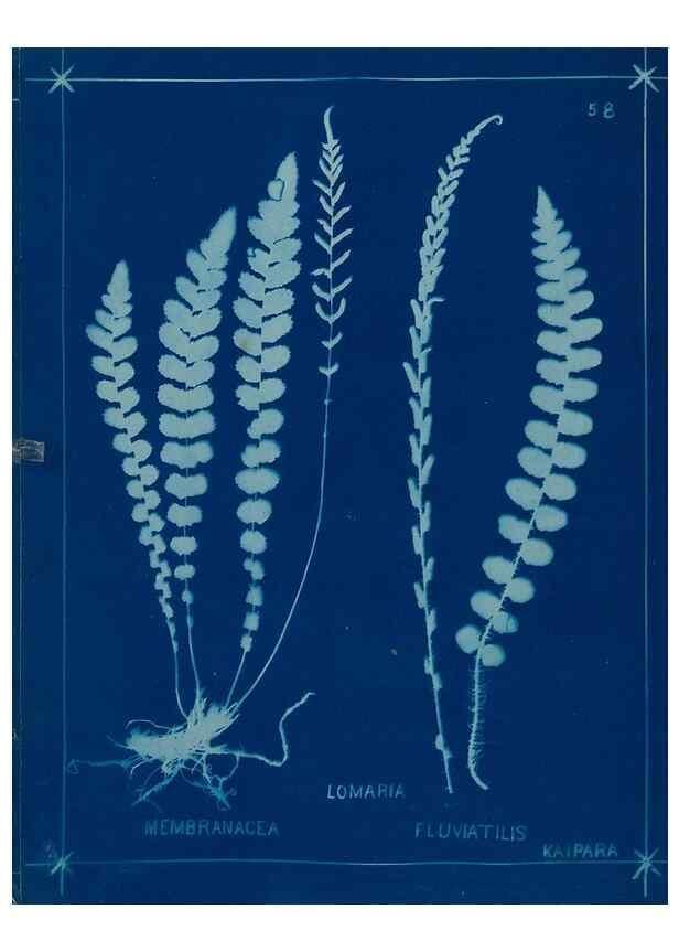 Reproducción/Reproduction 49805401883: [New Zealand ferns]. Auckland, New ZealandDobbie, H. B.1880. 