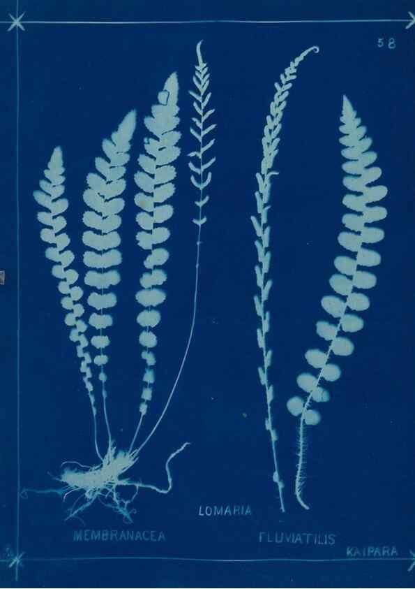 Reproducción/Reproduction 49805401883: [New Zealand ferns]. Auckland, New ZealandDobbie, H. B.1880. 
