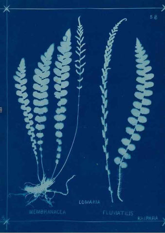 Reproducción/Reproduction 49805401883: [New Zealand ferns]. Auckland, New ZealandDobbie, H. B.1880. 