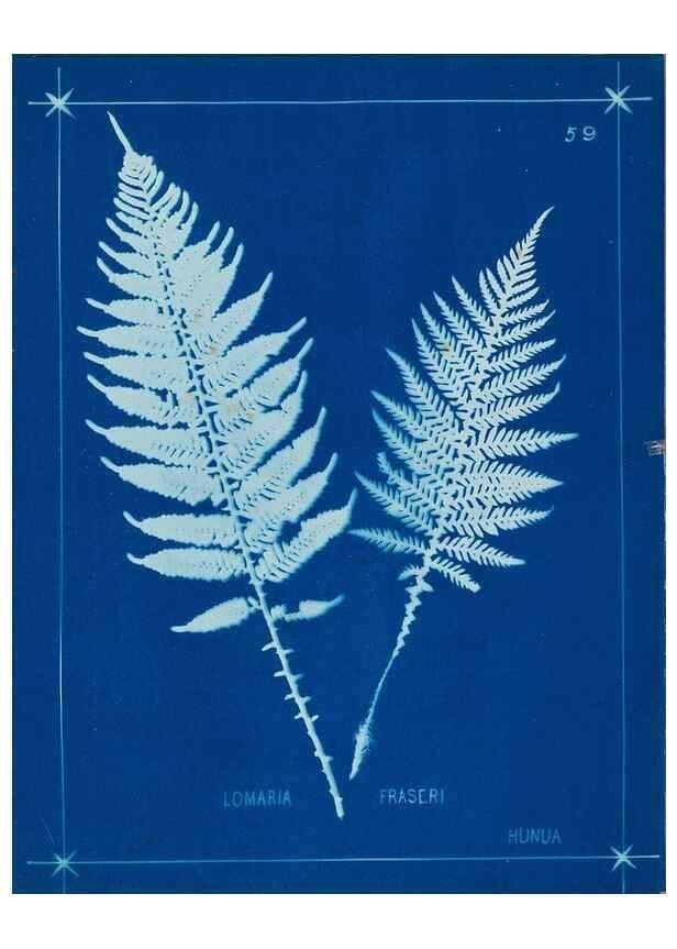 Reproducción/Reproduction 49806267387: [New Zealand ferns]. Auckland, New ZealandDobbie, H. B.1880. 