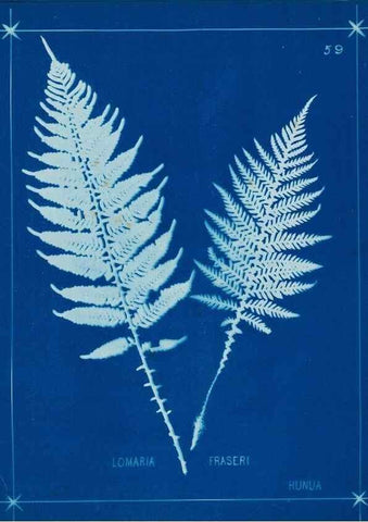 Reproducción/Reproduction 49806267387: [New Zealand ferns]. Auckland, New ZealandDobbie, H. B.1880. 