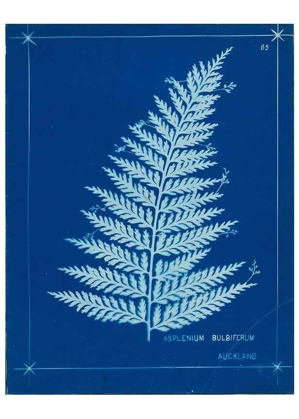 Reproducción/Reproduction 49806267842: [New Zealand ferns]. Auckland, New ZealandDobbie, H. B.1880. 
