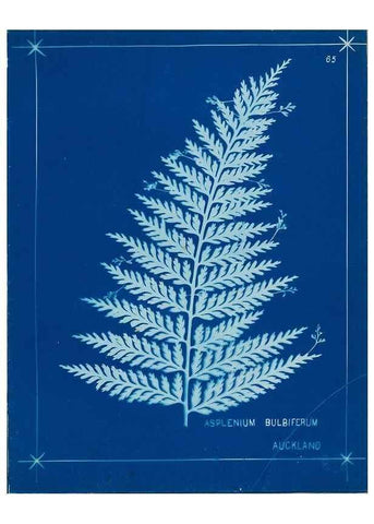 Reproducción/Reproduction 49806267842: [New Zealand ferns]. Auckland, New ZealandDobbie, H. B.1880. 