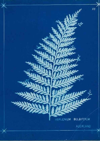 Reproducción/Reproduction 49806267842: [New Zealand ferns]. Auckland, New ZealandDobbie, H. B.1880. 