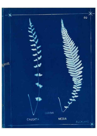 Reproducción/Reproduction 49806268122: [New Zealand ferns]. Auckland, New ZealandDobbie, H. B.1880. 