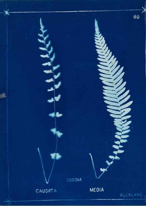 Reproducción/Reproduction 49806268122: [New Zealand ferns]. Auckland, New ZealandDobbie, H. B.1880. 