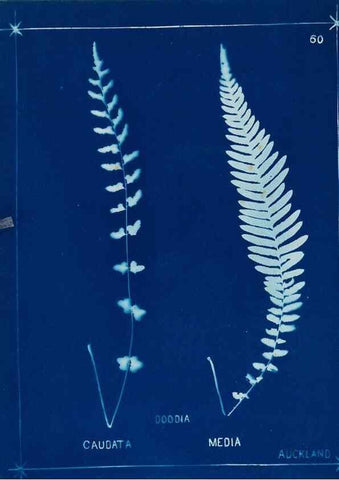 Reproducción/Reproduction 49806268122: [New Zealand ferns]. Auckland, New ZealandDobbie, H. B.1880. 