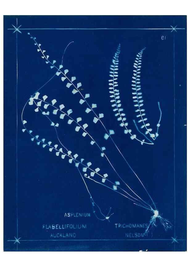 Reproducción/Reproduction 49805403523: [New Zealand ferns]. Auckland, New ZealandDobbie, H. B.1880. 