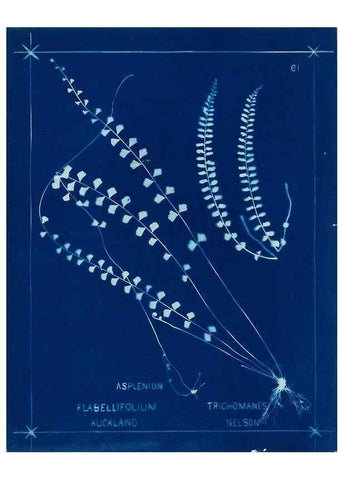Reproducción/Reproduction 49805403523: [New Zealand ferns]. Auckland, New ZealandDobbie, H. B.1880. 