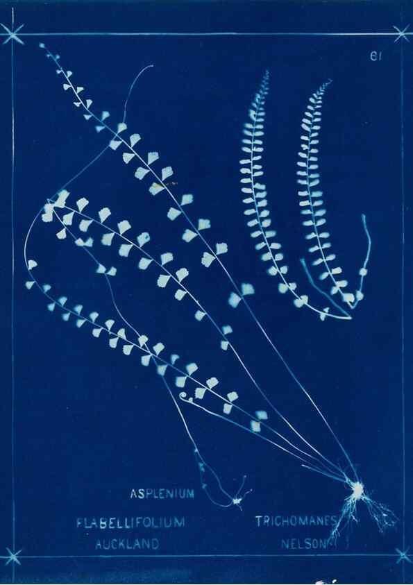 Reproducción/Reproduction 49805403523: [New Zealand ferns]. Auckland, New ZealandDobbie, H. B.1880. 