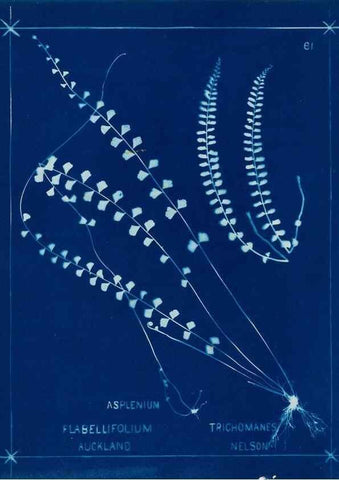 Reproducción/Reproduction 49805403523: [New Zealand ferns]. Auckland, New ZealandDobbie, H. B.1880. 