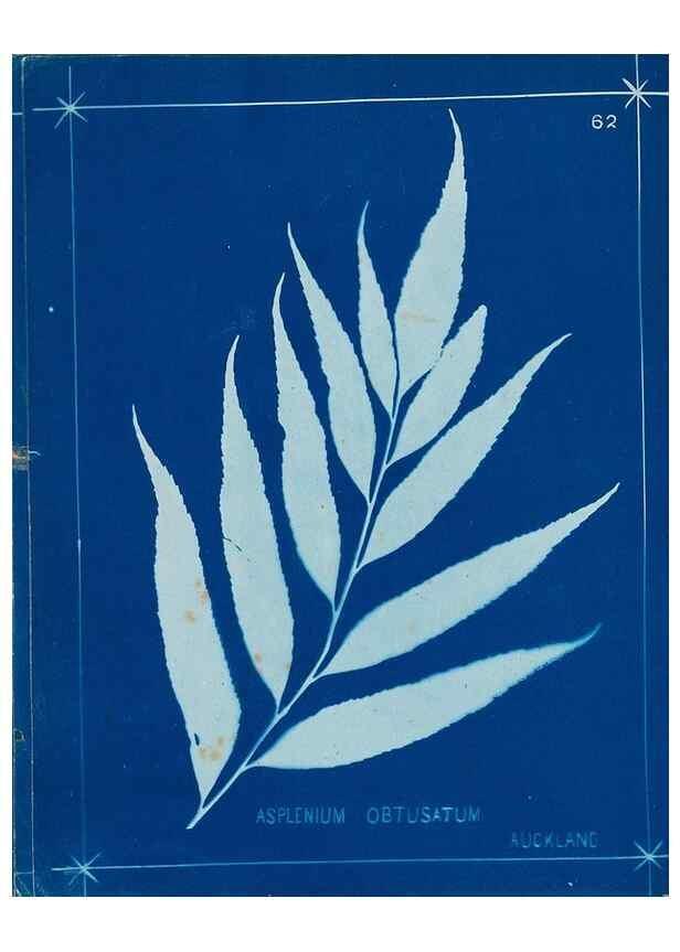 Reproducción/Reproduction 49806269002: [New Zealand ferns]. Auckland, New ZealandDobbie, H. B.1880. 