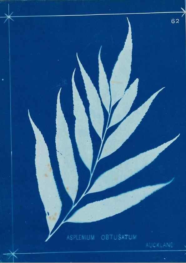 Reproducción/Reproduction 49806269002: [New Zealand ferns]. Auckland, New ZealandDobbie, H. B.1880. 