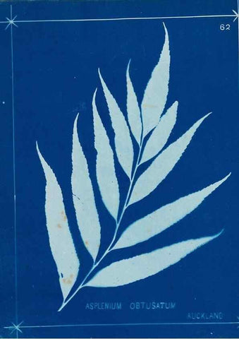 Reproducción/Reproduction 49806269002: [New Zealand ferns]. Auckland, New ZealandDobbie, H. B.1880. 