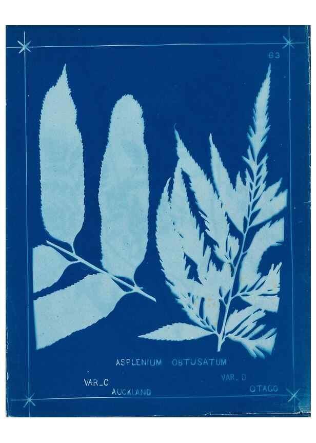 Reproducción/Reproduction 49806269547: [New Zealand ferns]. Auckland, New ZealandDobbie, H. B.1880. 